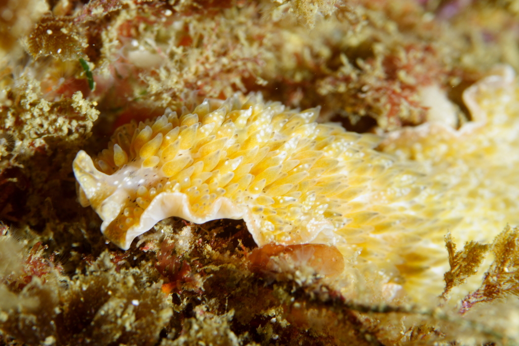 Carpet Flatworm