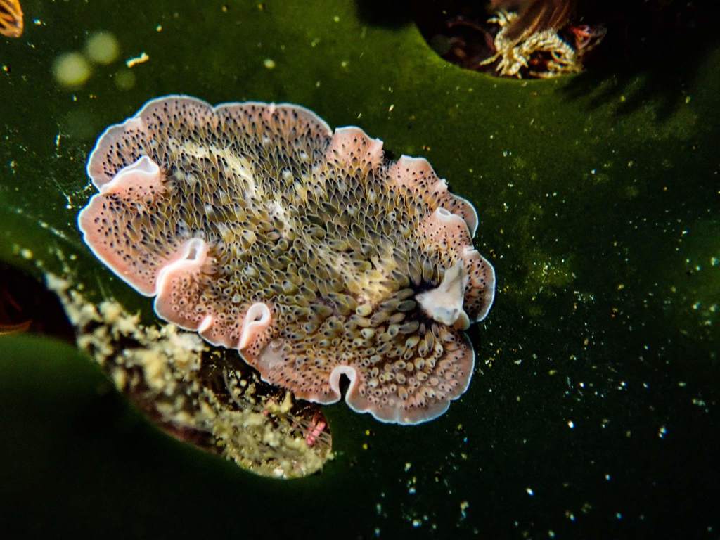 Carpet Flatworm