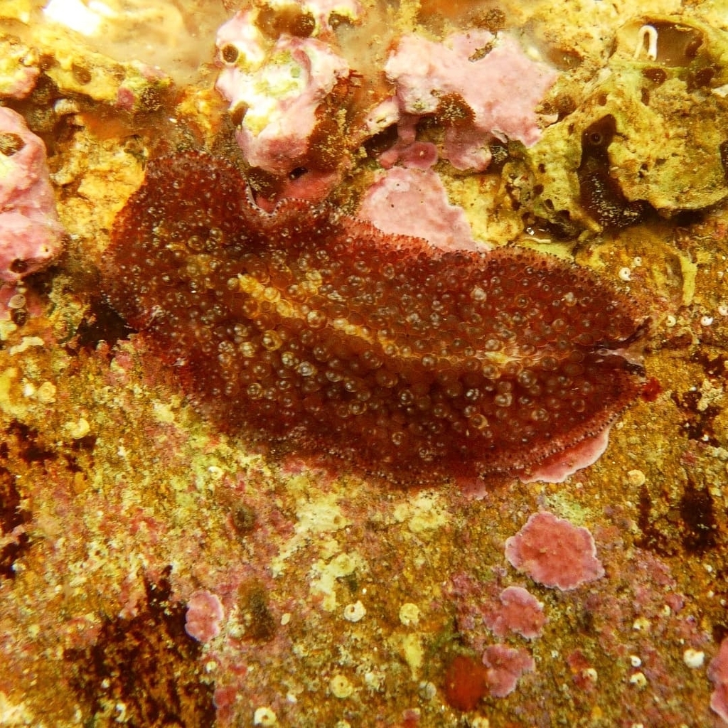 Carpet Flatworm