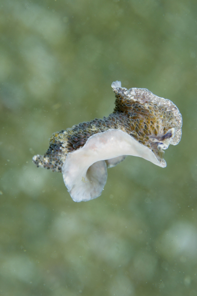 Carpet Flatworm