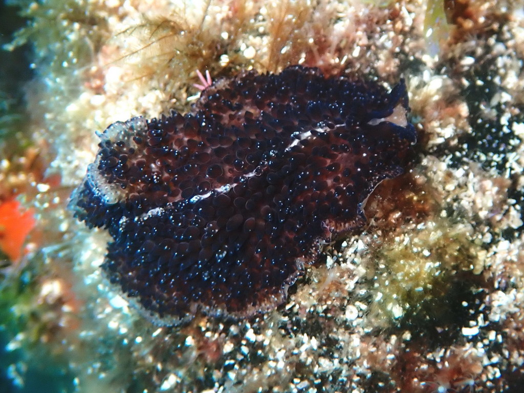 Carpet Flatworm