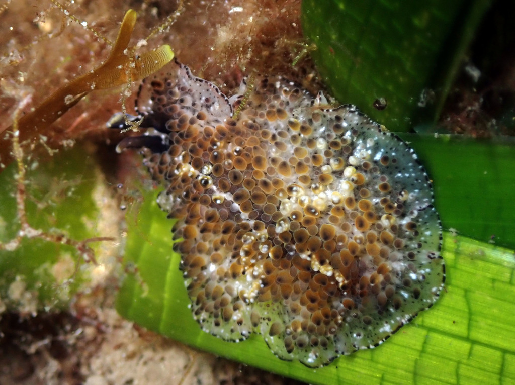 Carpet Flatworm