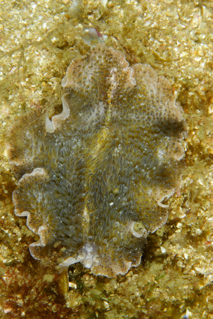Carpet Flatworm
