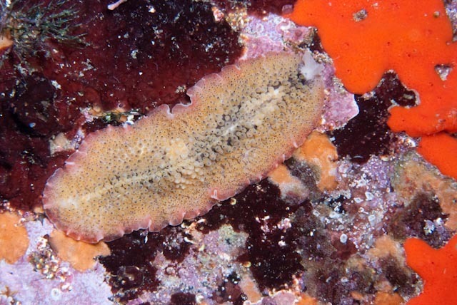 Carpet Flatworm