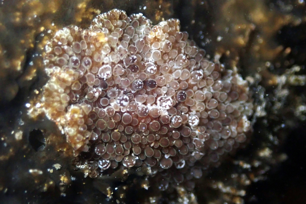 Carpet Flatworm