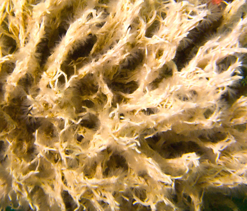 Filigree Worm