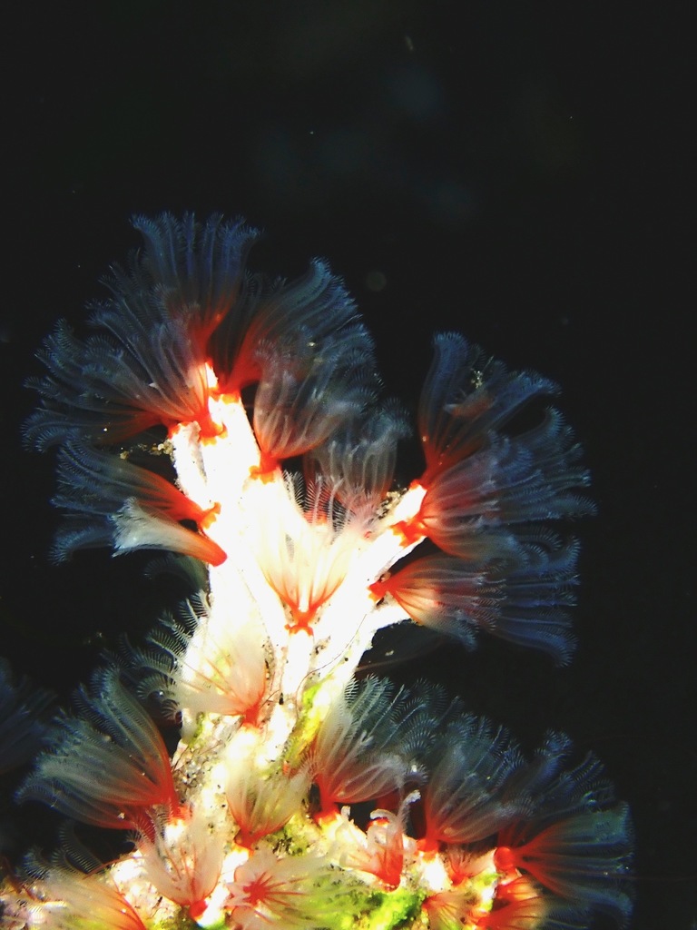 Filigree Worm