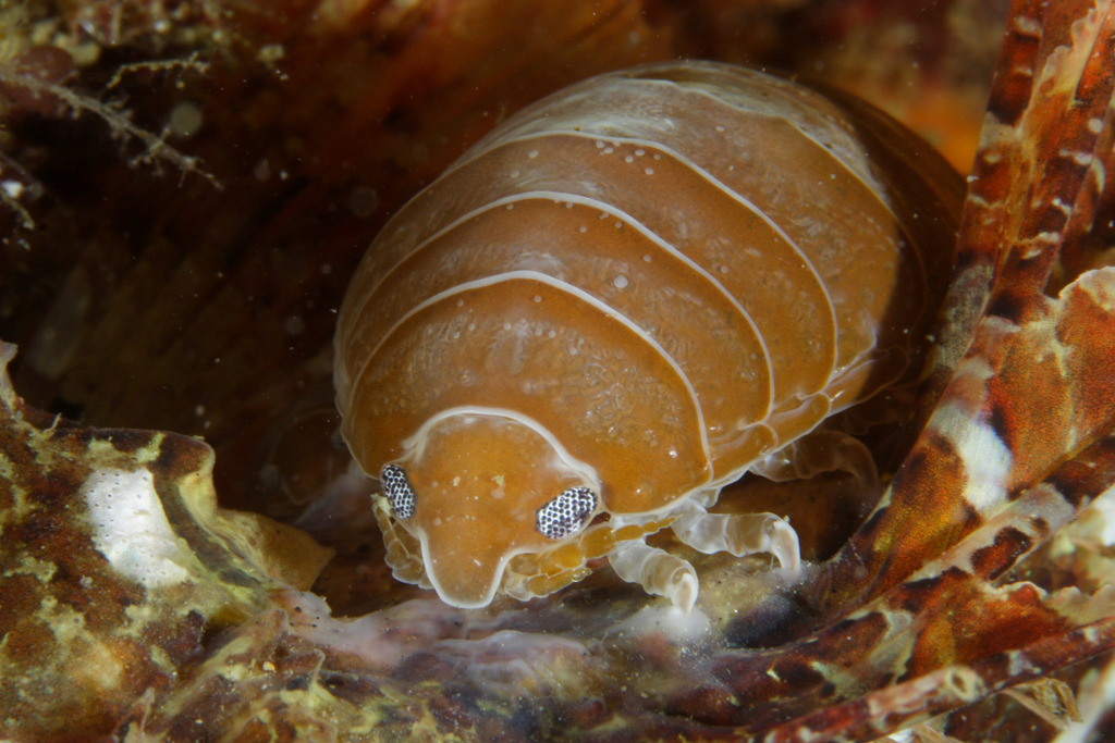 Large Parasitic Isopod