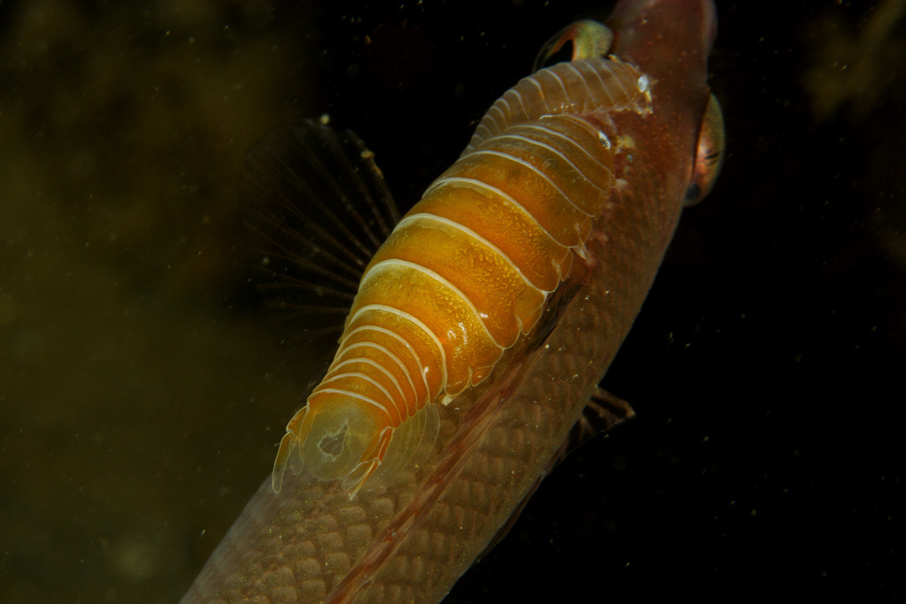Large Parasitic Isopod
