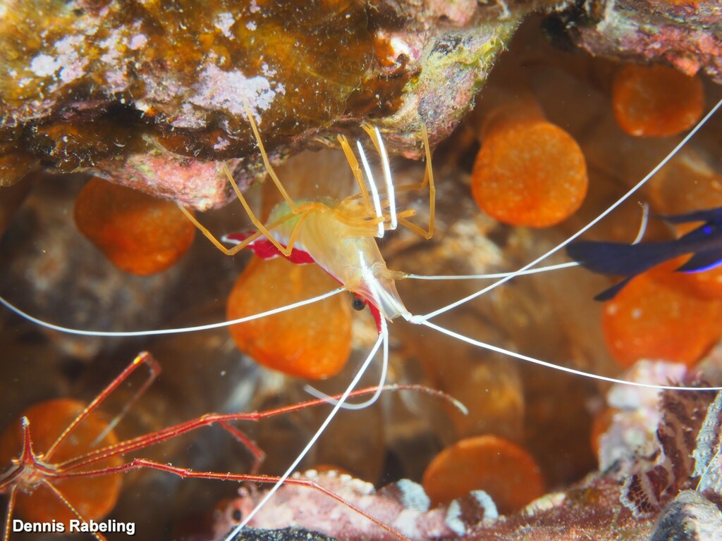 Redbacked Cleaner Shrimp
