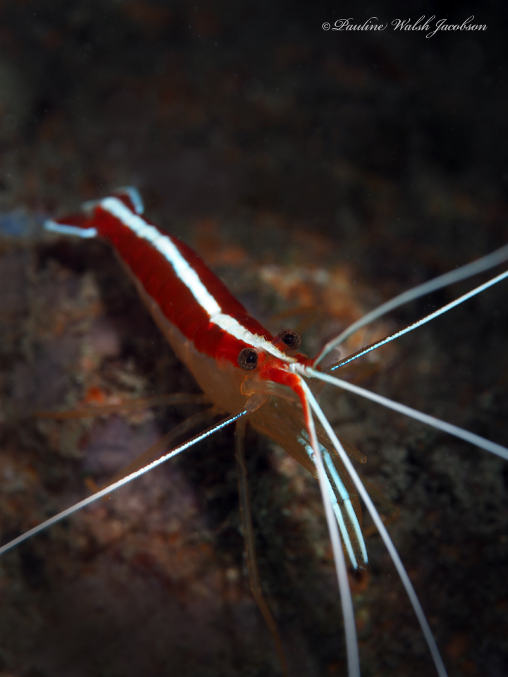 Redbacked Cleaner Shrimp