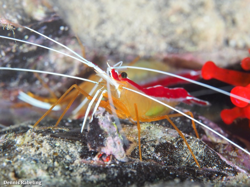 Redbacked Cleaner Shrimp