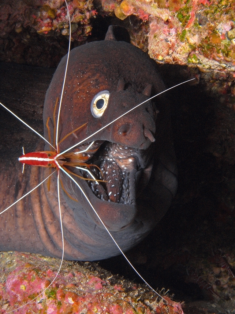 Redbacked Cleaner Shrimp