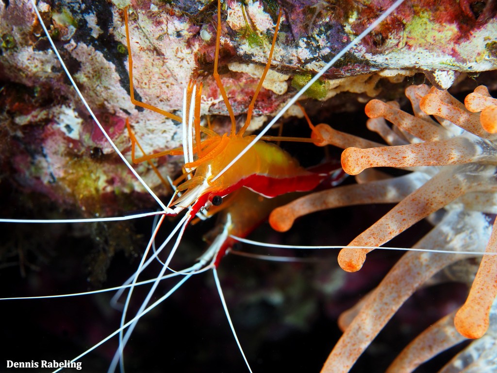 Redbacked Cleaner Shrimp