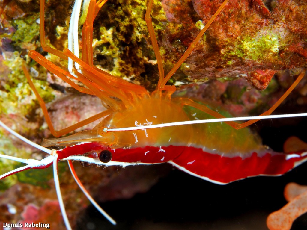 Redbacked Cleaner Shrimp