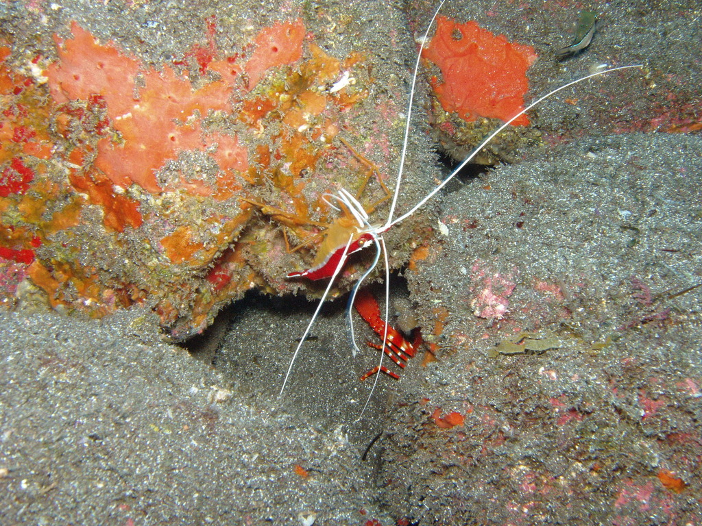 Redbacked Cleaner Shrimp