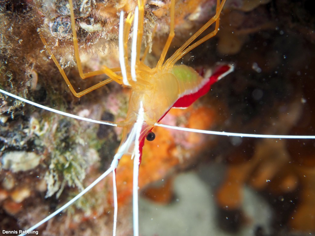 Redbacked Cleaner Shrimp