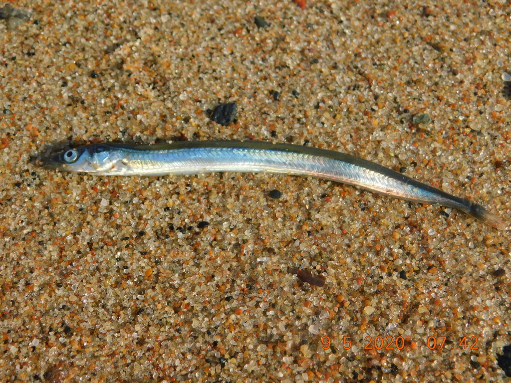 Lesser Sand Lance