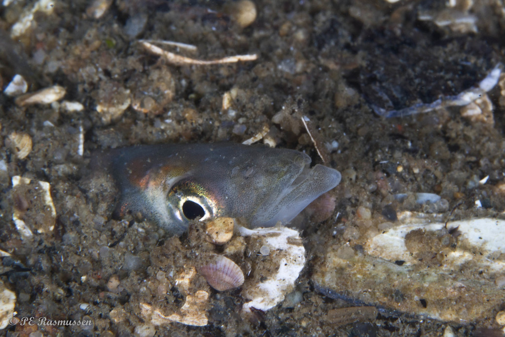 Lesser Sand Lance