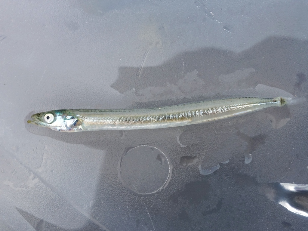 Lesser Sand Lance