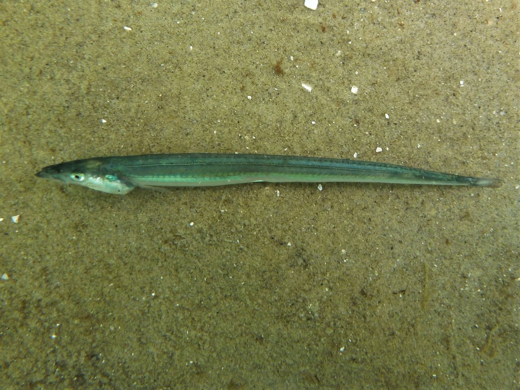 Lesser Sand Lance