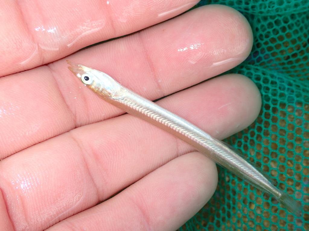 Lesser Sand Lance