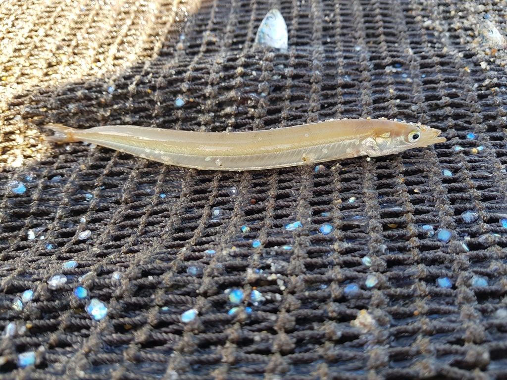 Lesser Sand Lance