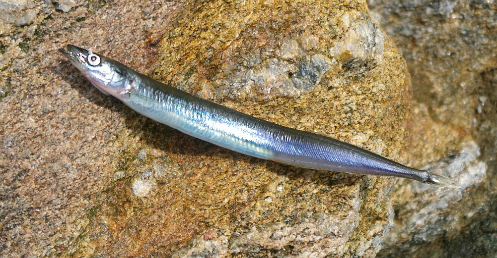 Lesser Sand Lance