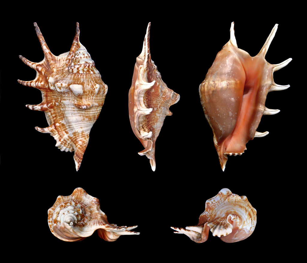 Common Spider Conch