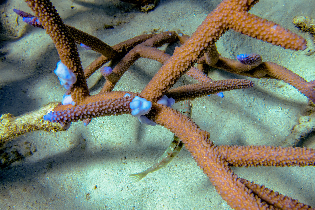 Brown Staghorn Coral