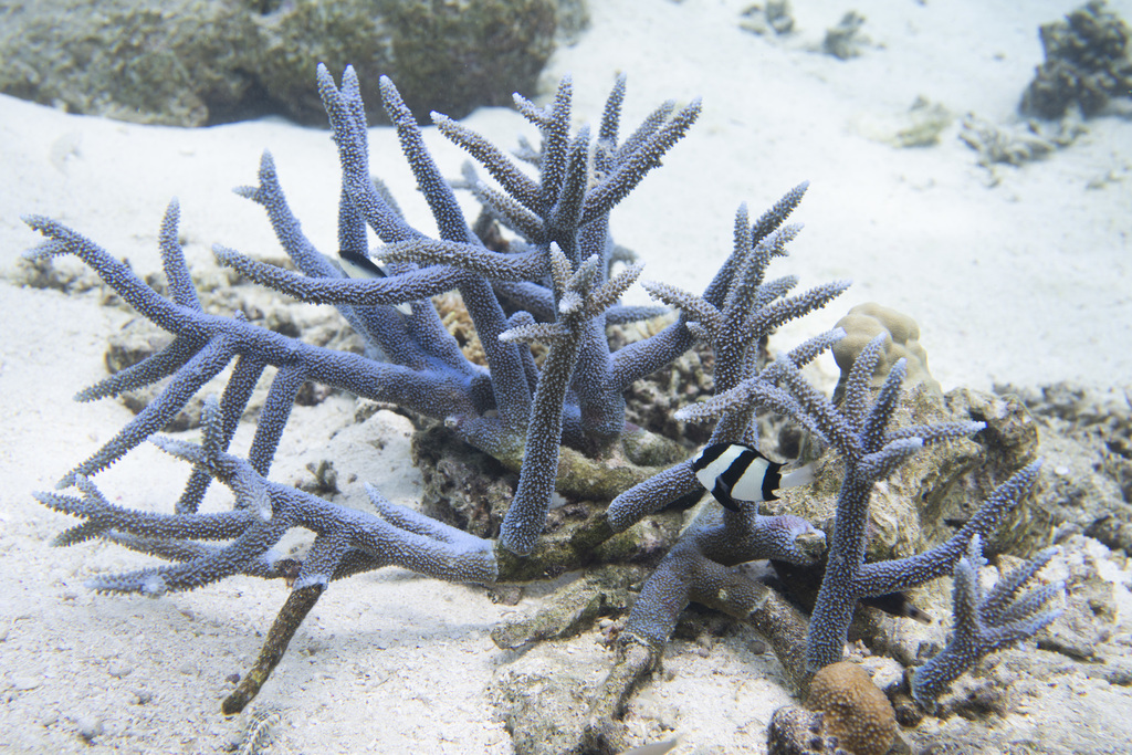 Brown Staghorn Coral