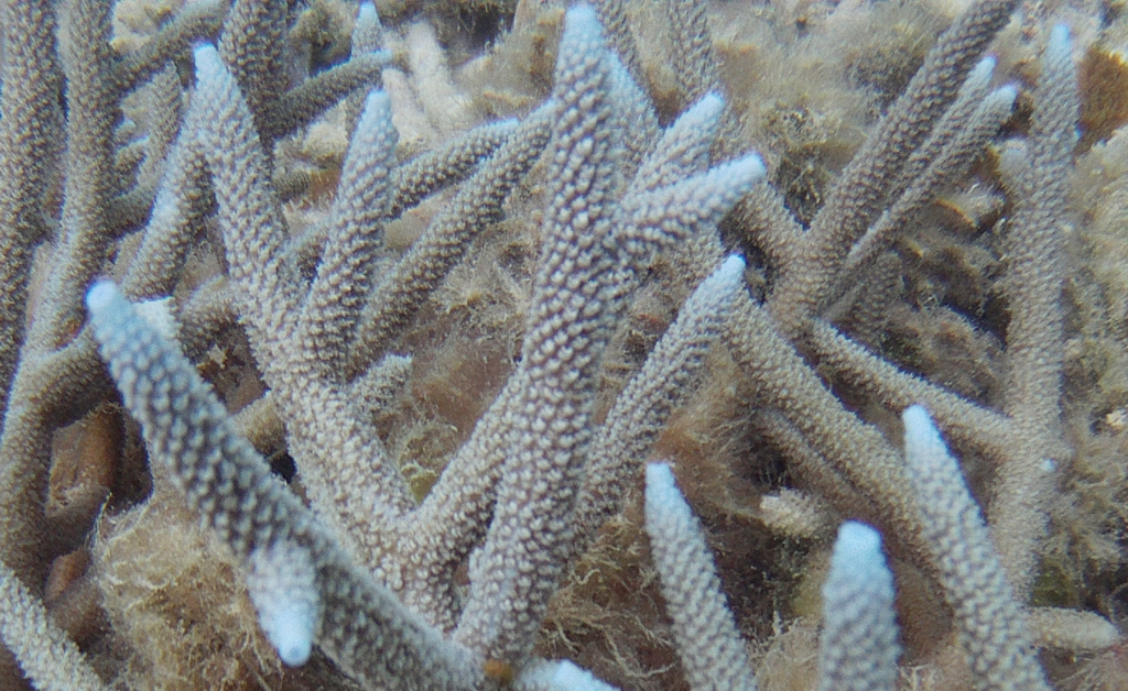 Brown Staghorn Coral