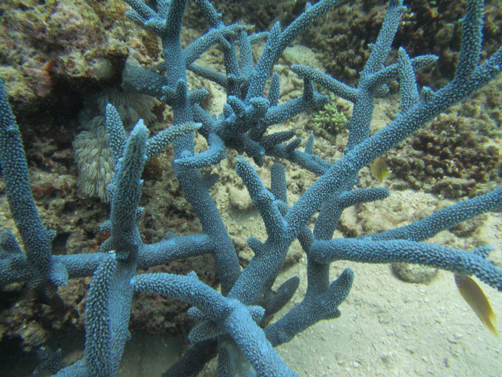 Brown Staghorn Coral