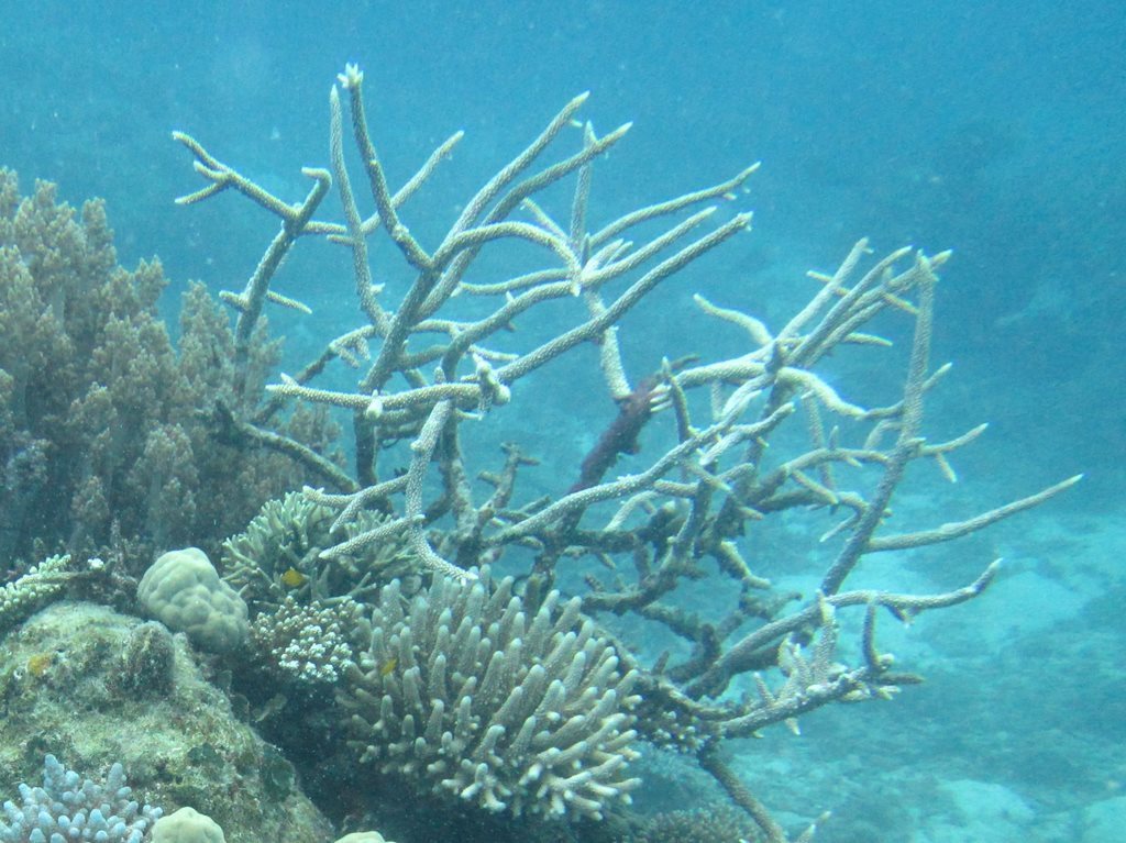 Brown Staghorn Coral