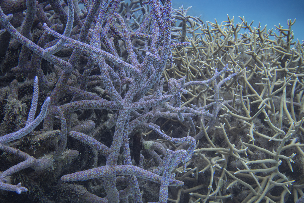 Brown Staghorn Coral