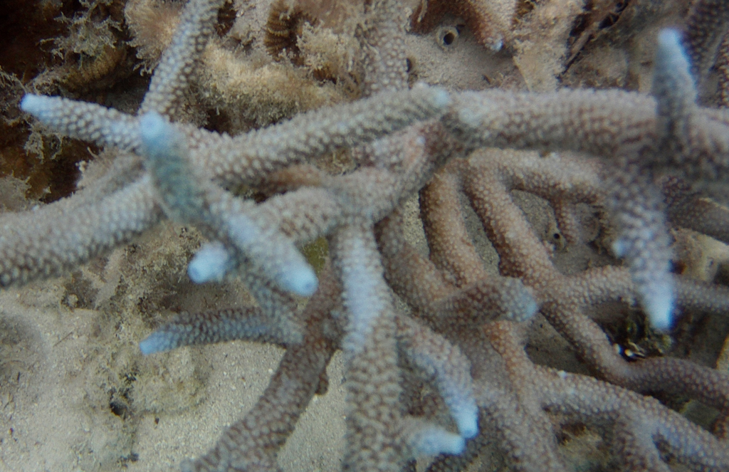 Brown Staghorn Coral