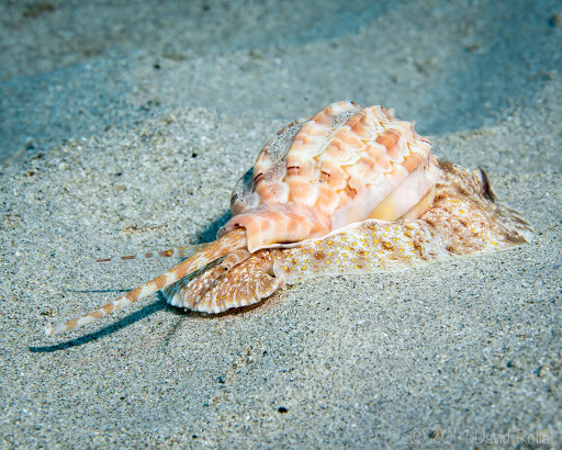 Große Harfenschnecke
