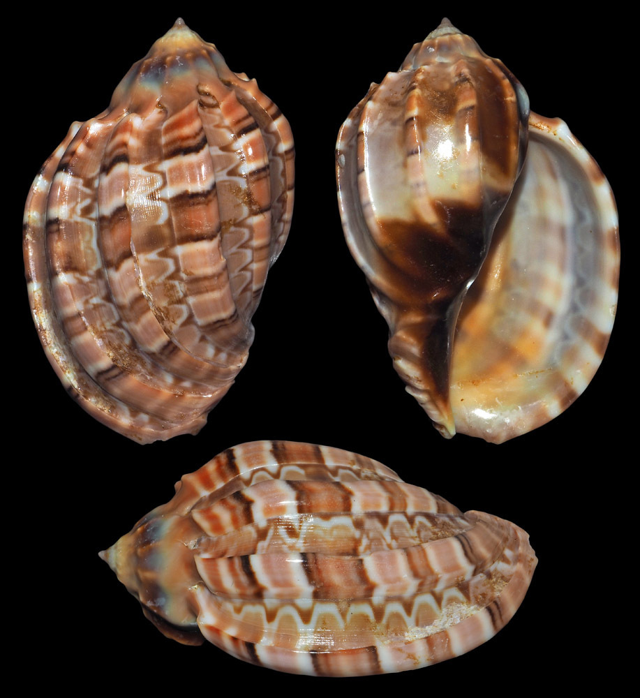 Große Harfenschnecke
