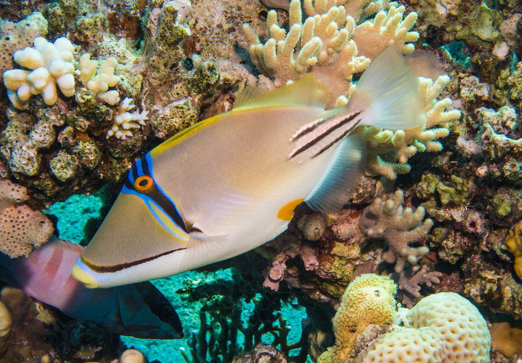 Arabian Picasso Triggerfish
