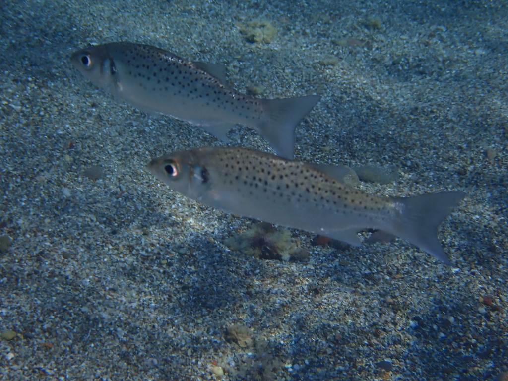 Spotted Seabass
