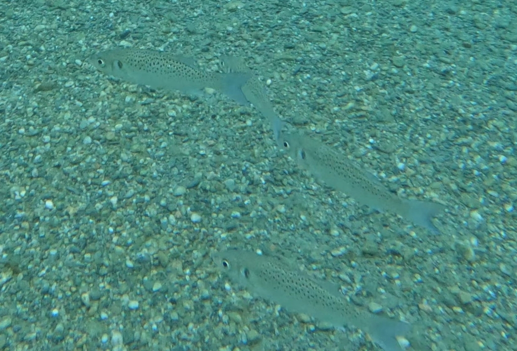Spotted Seabass