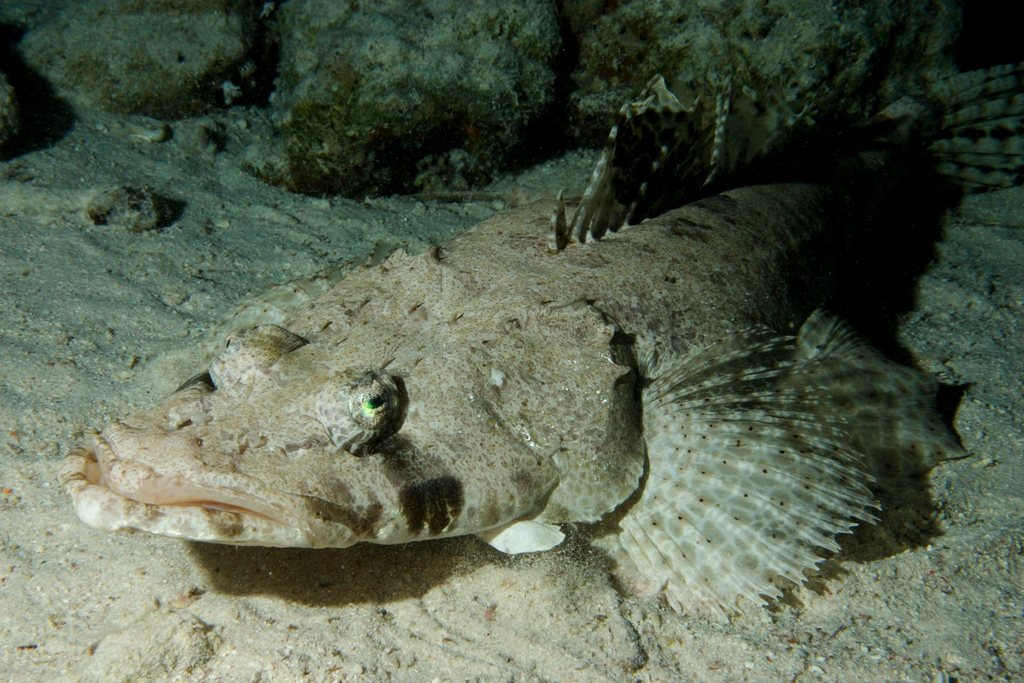 Indian Ocean Crocodilefish