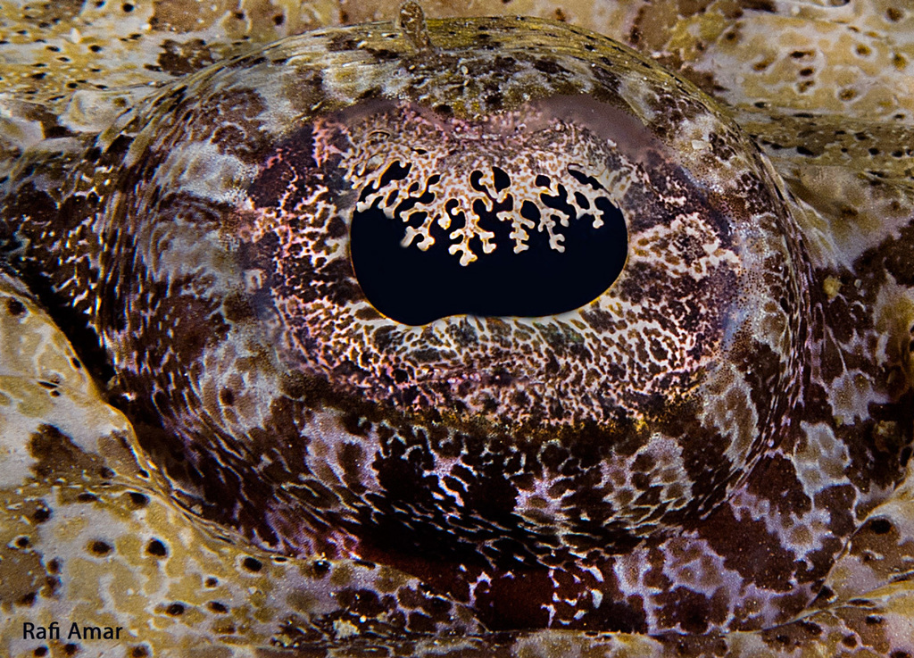 Indian Ocean Crocodilefish