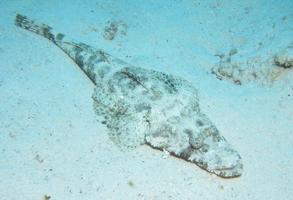 Indian Ocean Crocodilefish