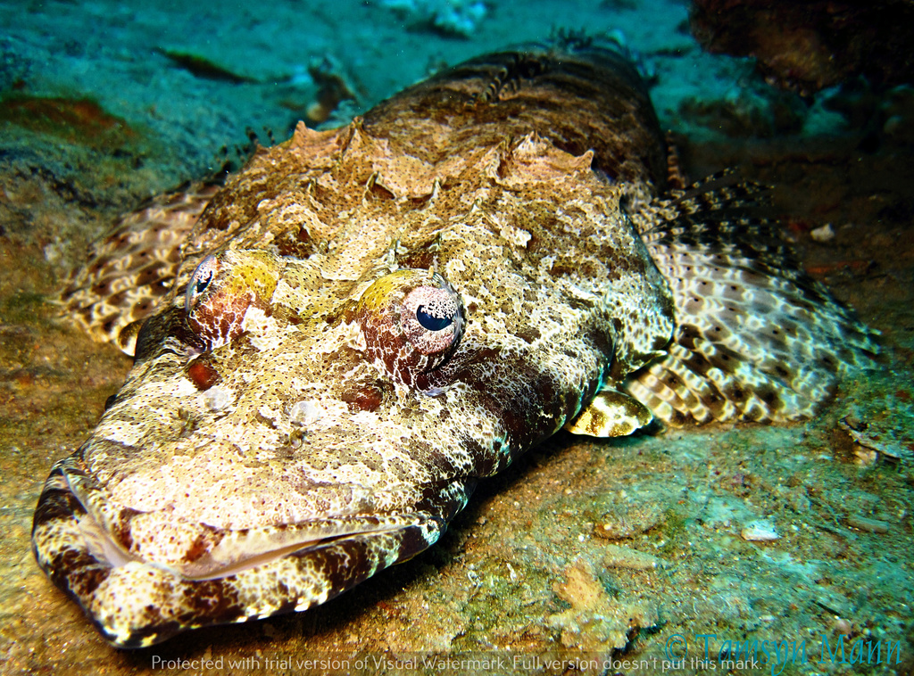 Indian Ocean Crocodilefish