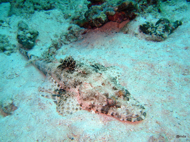 Indian Ocean Crocodilefish