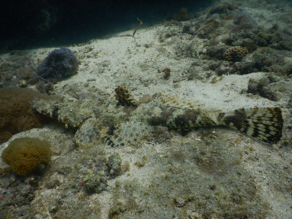 Indian Ocean Crocodilefish