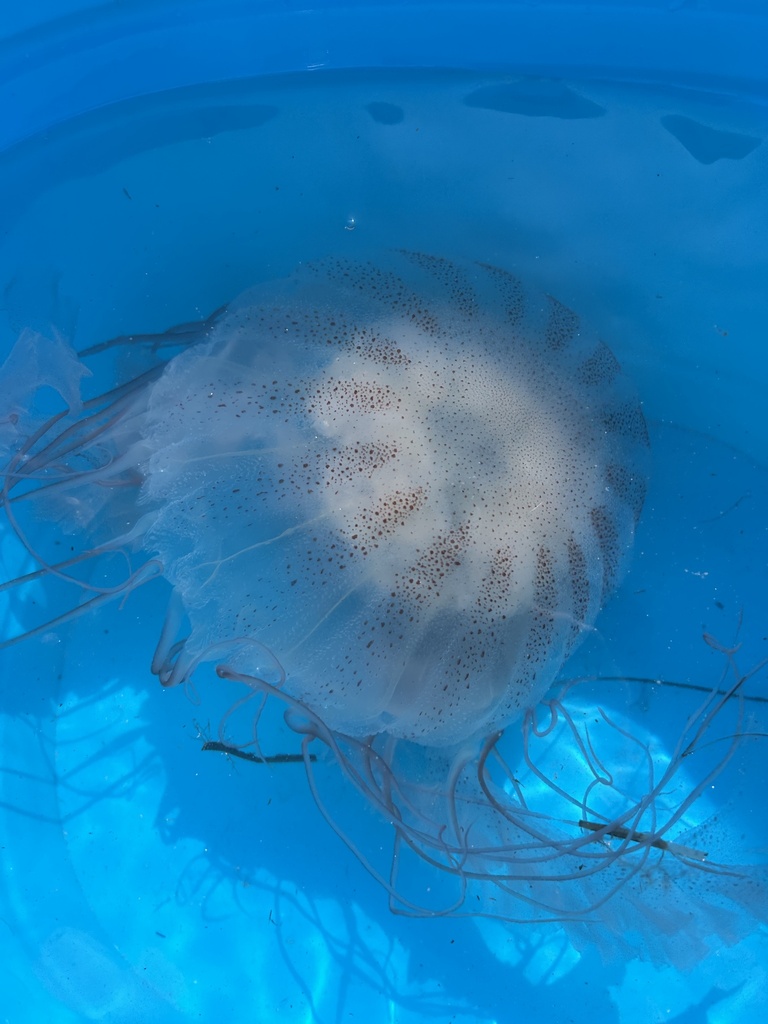 Méduse De L'atlantique