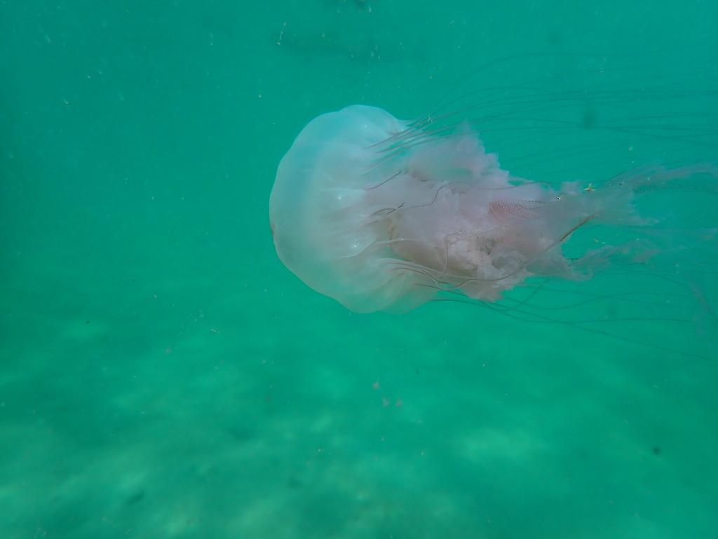 Méduse De L'atlantique