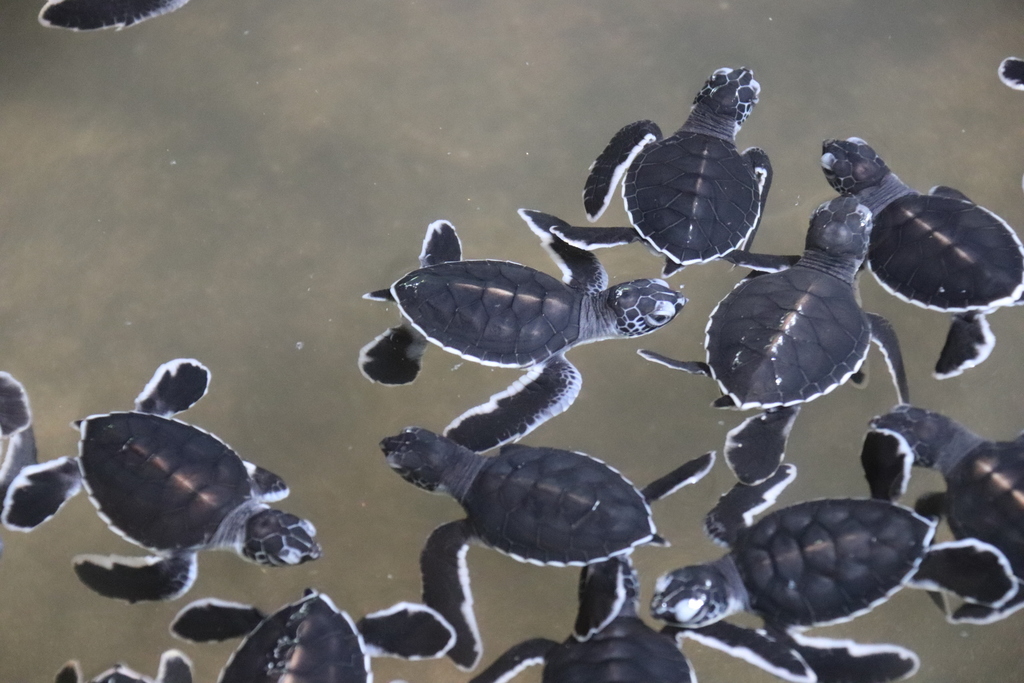 Green Sea Turtle